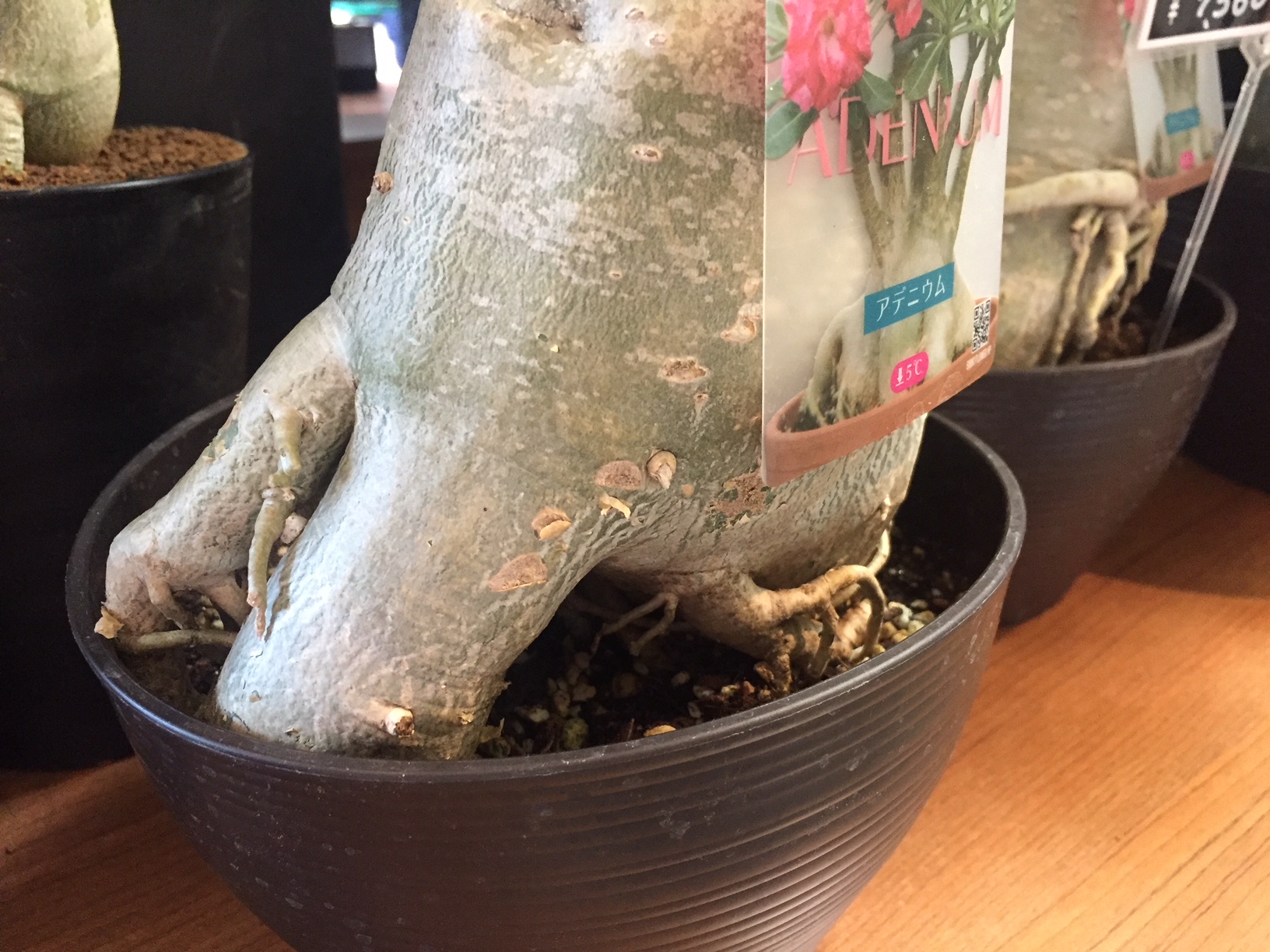 珍しい多肉植物「塊根植物」入荷しました！ | 花・フラワーギフト