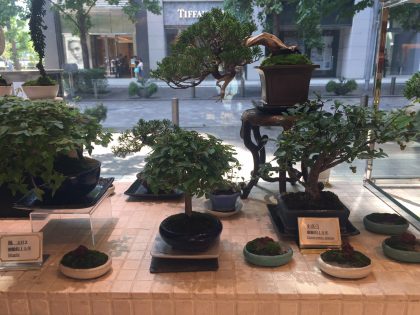 丸の内店ではいま盆栽が人気 花 フラワーギフト Hanahiro 花弘 花 フラワーギフト Hanahiro 花弘