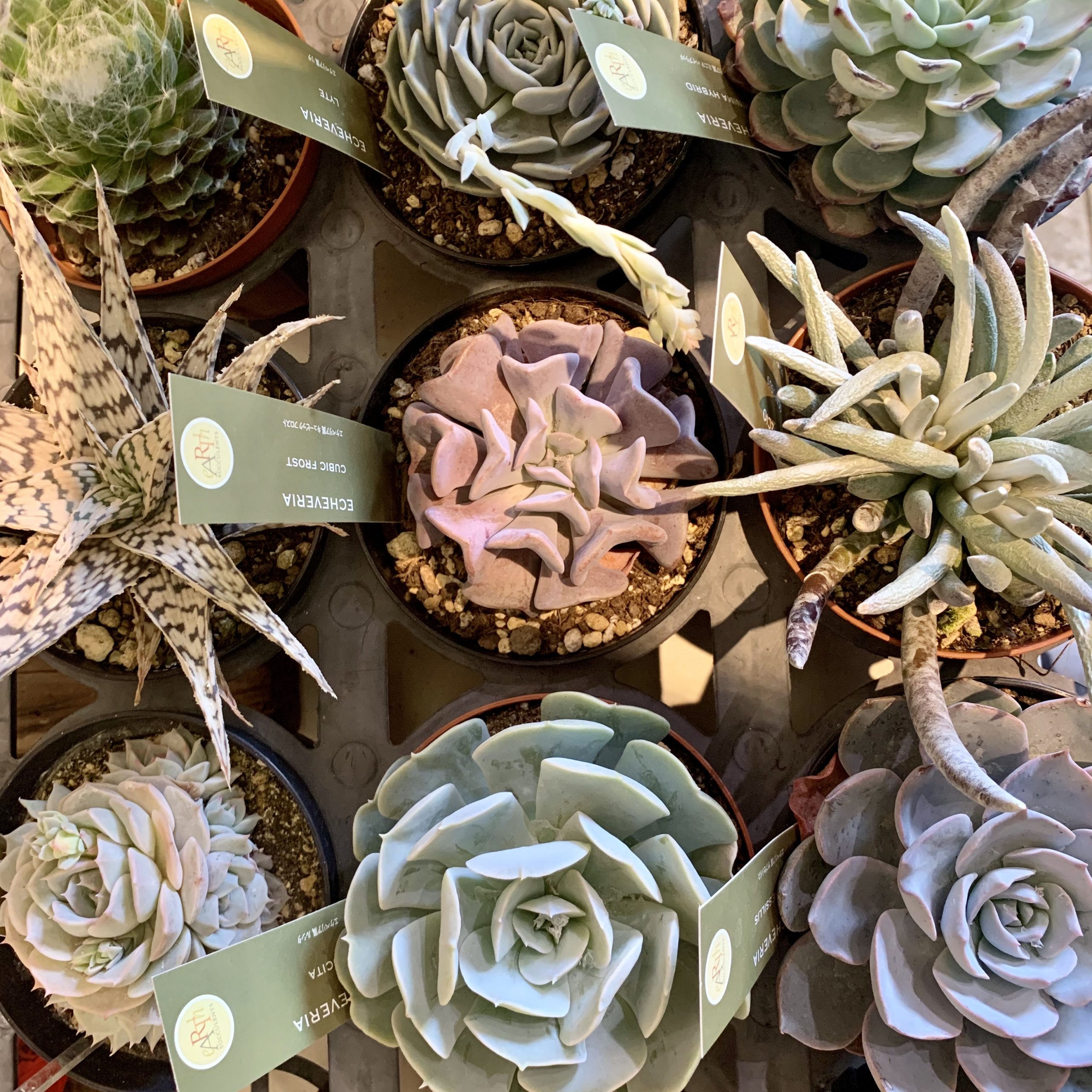 専用コーナー　多肉植物 楽天市場】（多肉植物）おまかせ多肉植物 2号（3鉢） : charm