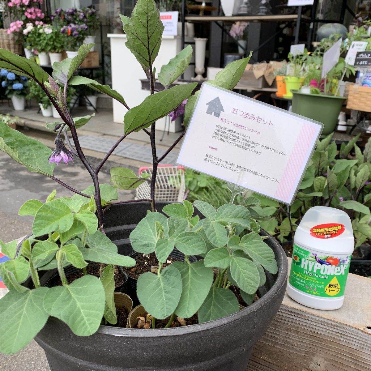 Stay Home 家庭菜園をはじめよう 花 フラワーギフト Hanahiro 花弘